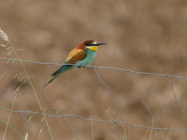 <h3><a href="/trips/extramadura/biota/animalia/chordata/aves/037 coraciiformes/006 meropidae/merops apiaster/merops apiaster-nl.html">Merops&nbsp;apiaster</a> / European&nbsp;bee‑eater / Bijeneter</h3><p>Dit werkt</p>OM-1 Mark II met OLYMPUS M.150-400mm F4.5 TC, 1/2000 sec  bij F5.6, ISO 1250, afstand 59.4&nbsp;m